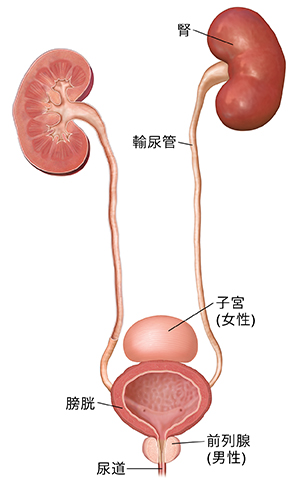 泌尿道，顯示腎臟、輸尿管、膀胱、尿道和子宮與前列腺位置。