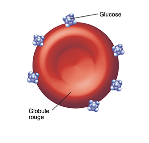 Des molécules de glucose sur un globule rouge.