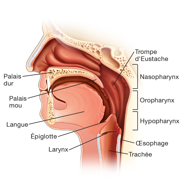 Trompe d'Eustache, nasopharynx, oropharynx, hypopharynx, œsophage, trachée, palais dur, palais mou, langue, épiglotte, et larynx
