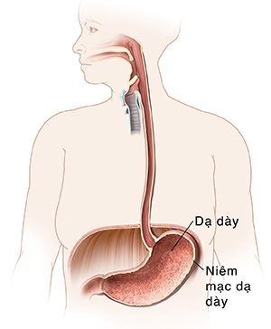 Phác họa về miệng, thực quản và dạy dày ở phụ nữ.